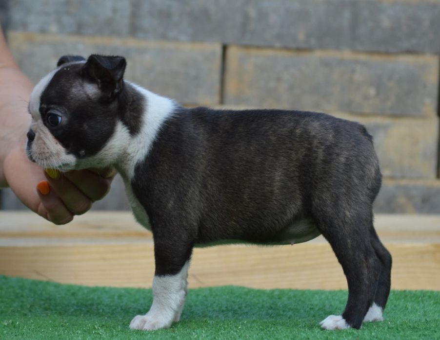 Boston terrier femela