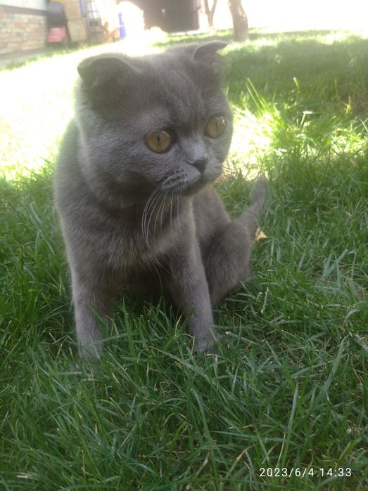 Британская кошка