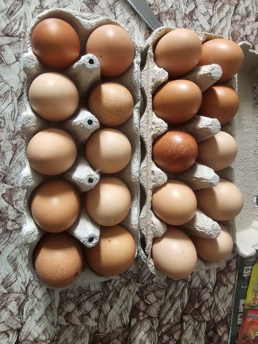 Ouă de țară de vânzare