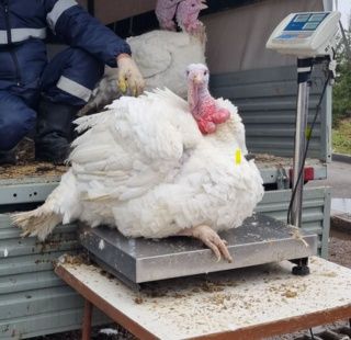 Инкубационное яйцо индейка Биг-6 Испания