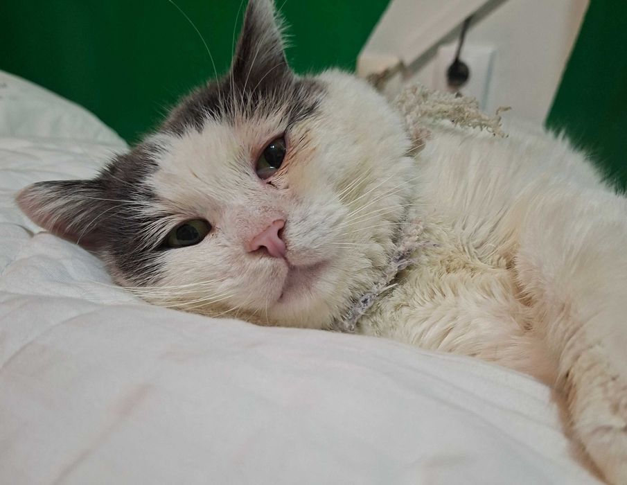 Adoptie motan alb castrat Cristian