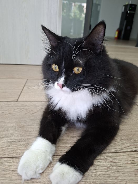 Котёнок мальчик кастрированный