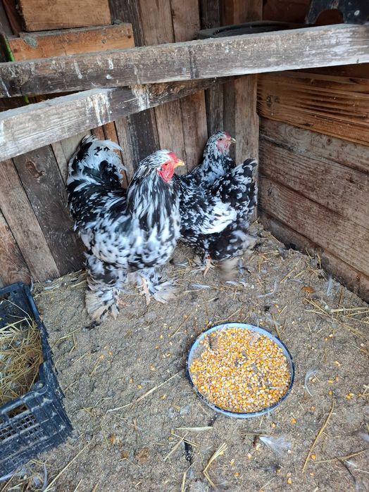 Яица за люпене от Брама,Кохен и Орпингтон