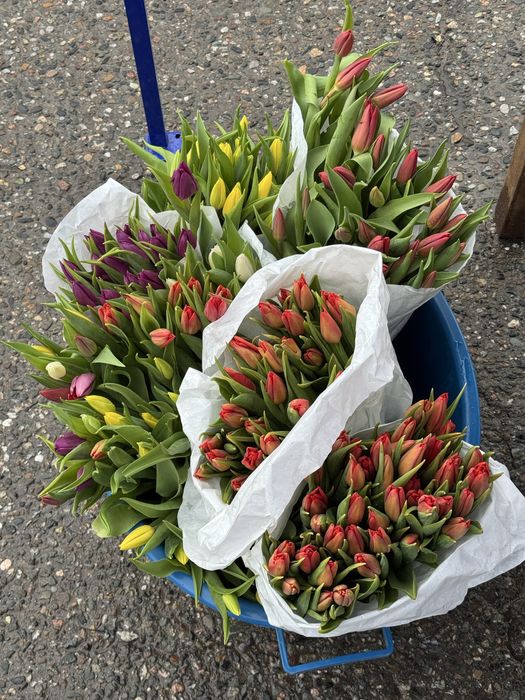 Голландские тюльпаны