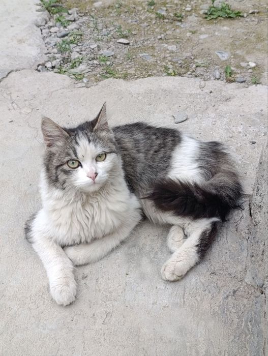 Кошка с котятами ищут дом