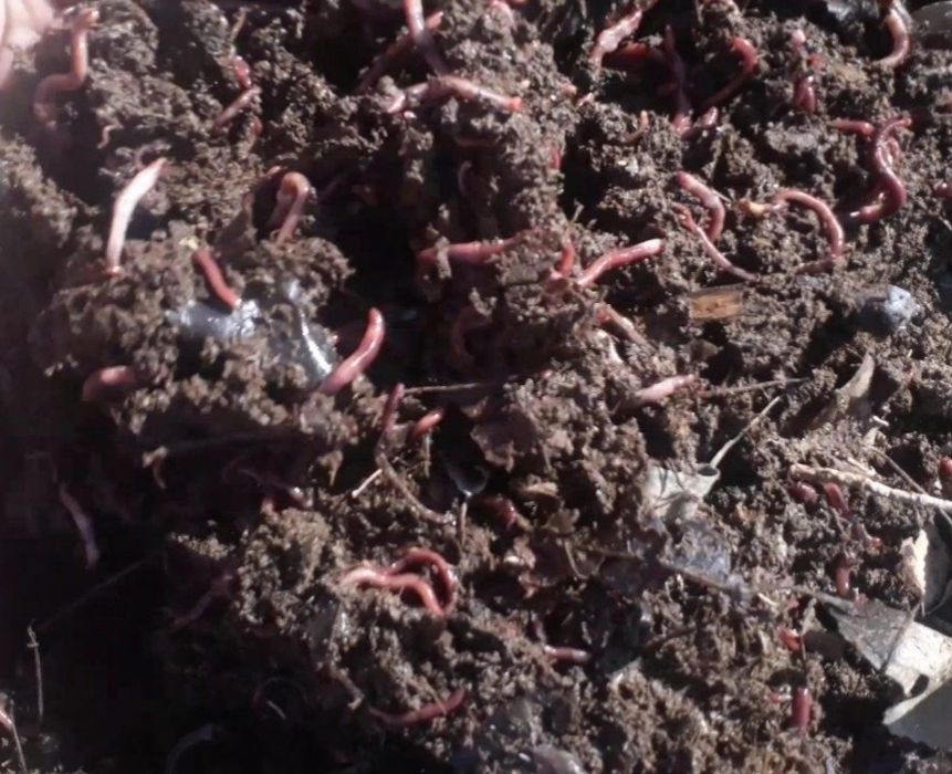 Kaliforniya chuvalchangi