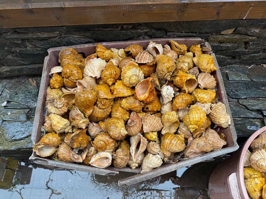 продавам лакирани рапани за домашни потреби