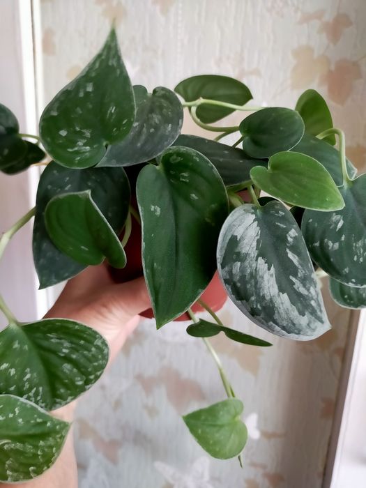 Продам Сциндапсус (Эпипремнум)