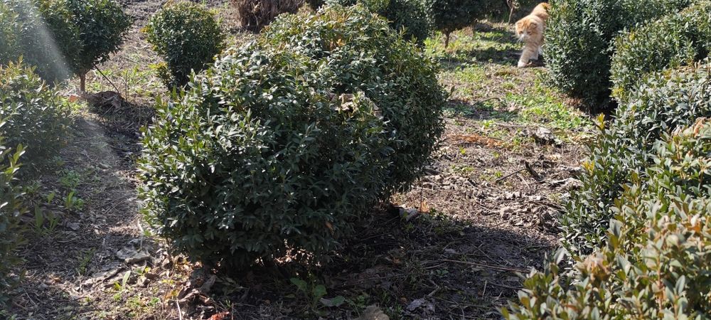 Shamshodlar sotiladi