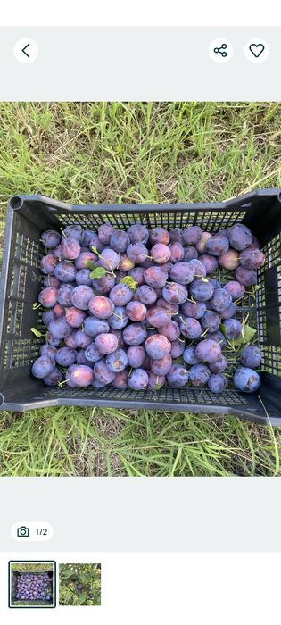 Vând prune din livadă proprie