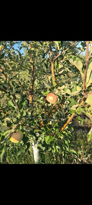 Сад яблоневый Иссык