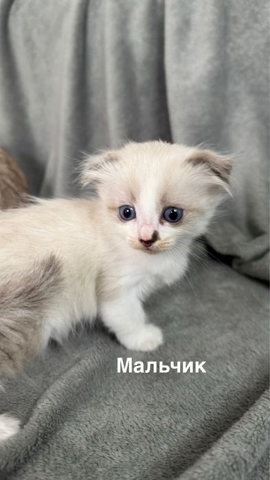 Вислоухие котята