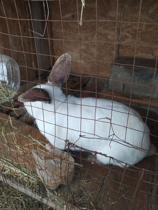 Продам Кроликов.