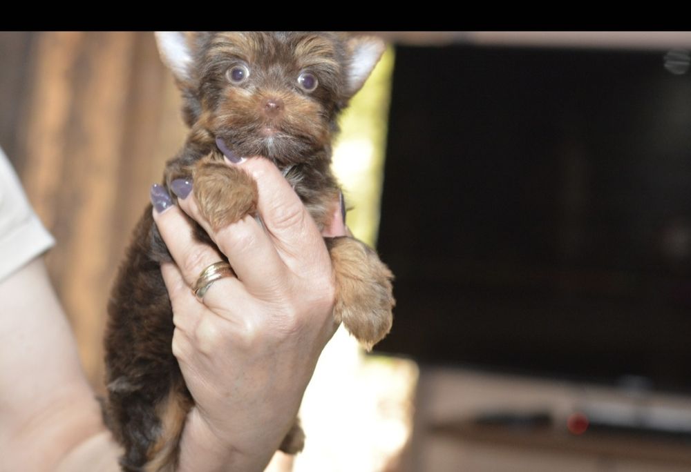 Yorkshire terrier
