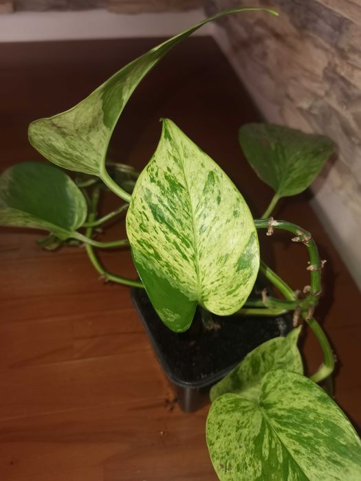 Комнатные цветы  сансевиерии, в ассортименте