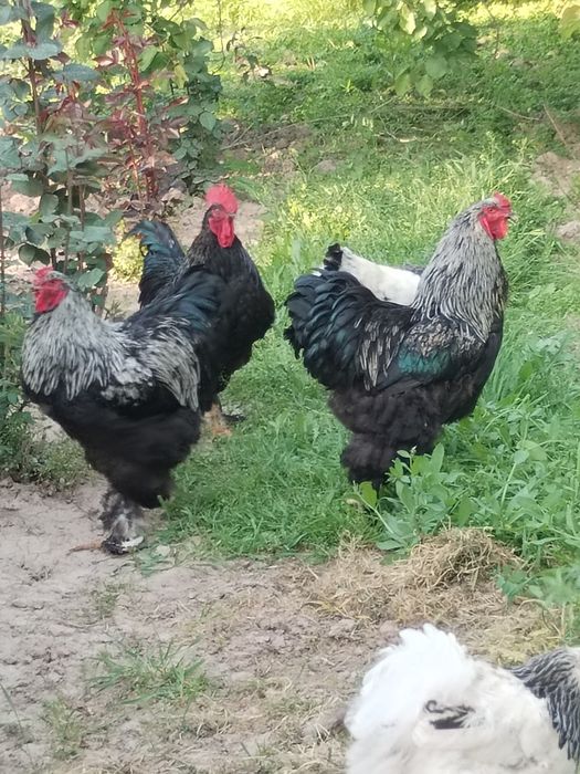 Котта хороз сотилади.