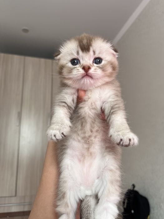 Котята породистые