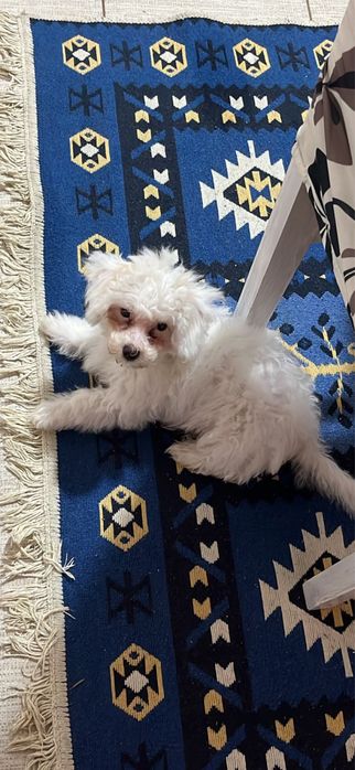 Bichone Maltese