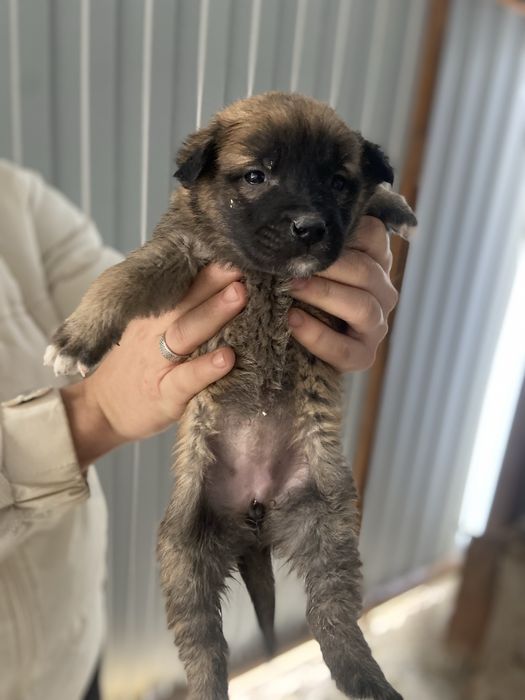 Щенки в поиске дома