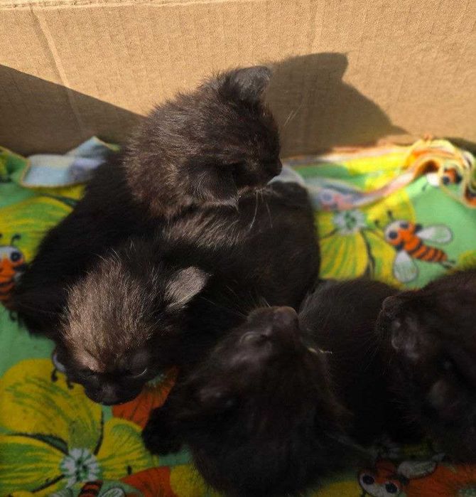 Продам котят 3 недель Цена 300 000 сум за каждого