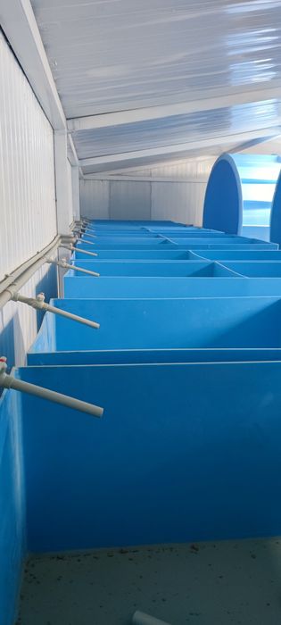 Креветки Розенберг