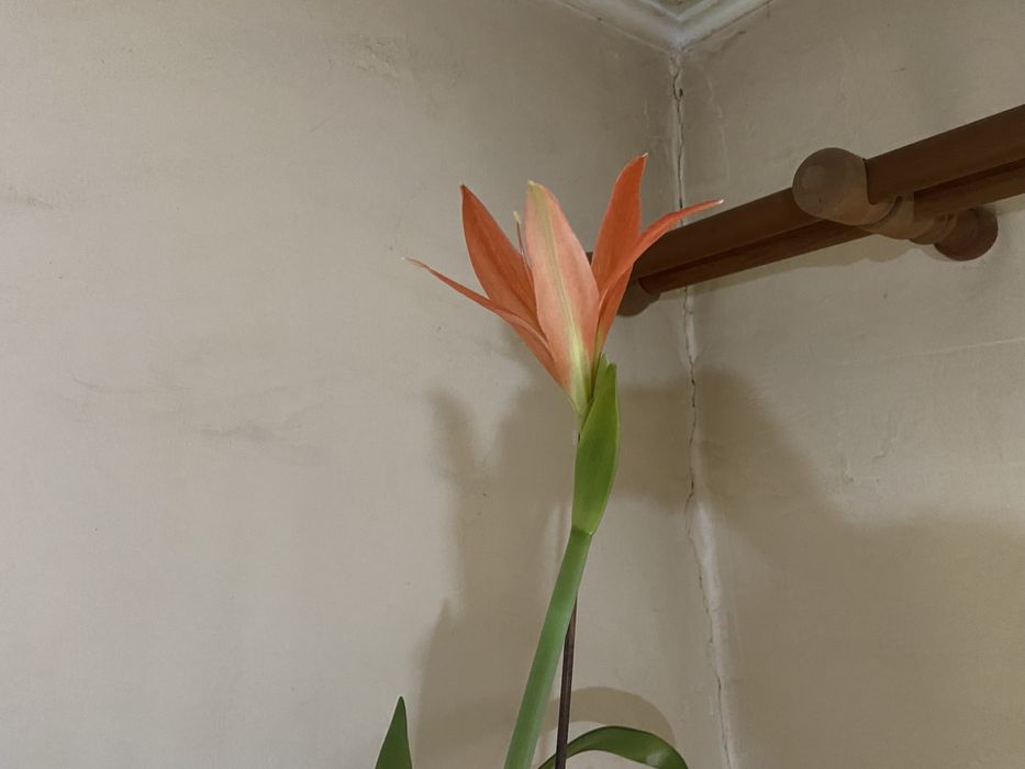 Детки гиппераструм