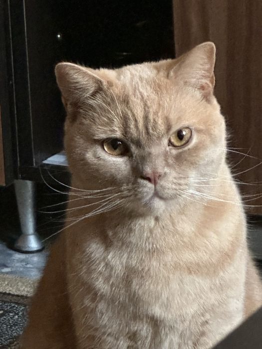 Pisica British Shorthair