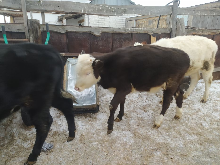 Продам 4-х телят