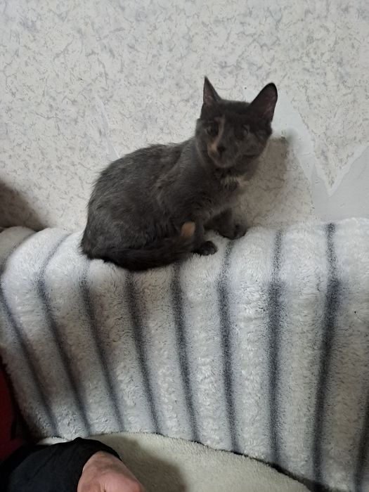 Отдам даром котёнка