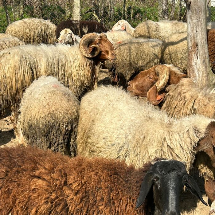 Продавам два коча и овце