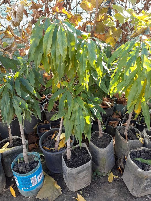 Super Oferta Pomi mari mar an 4-5