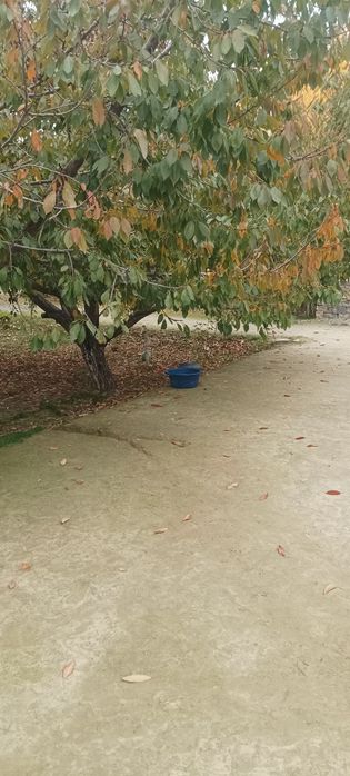 Jizzax Shahar Hamid Olimjon Toqchiliq