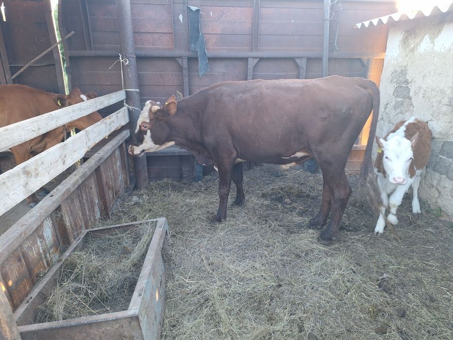 Ет кабылдаймын калбасный вариант