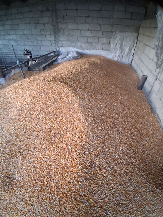 Orzosica, porumb ,ciocani