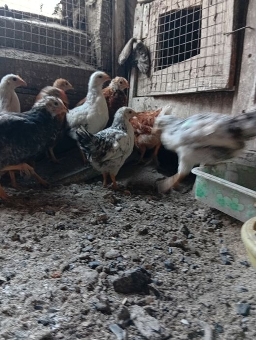 Продам цыплят 2 мес.