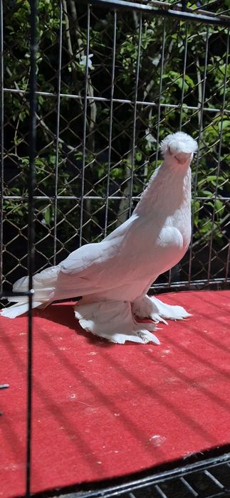 Гулбадам самессссс