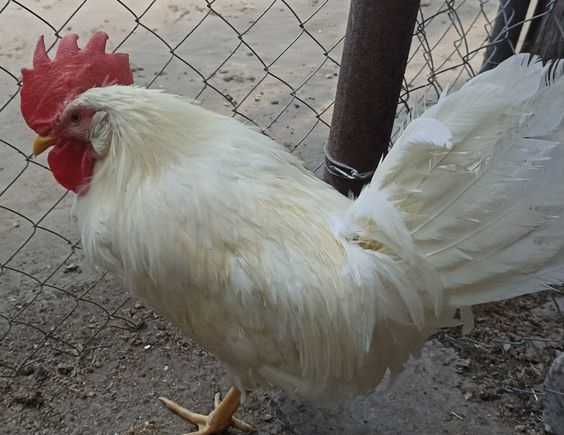 Продаються петухи Легорн.