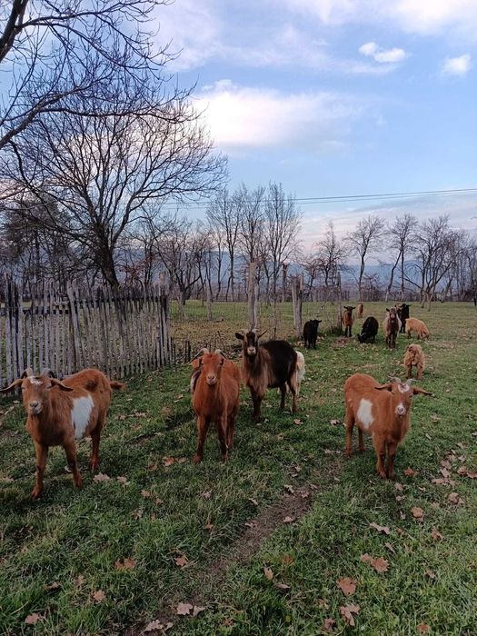 Vand 6 capre si un tap