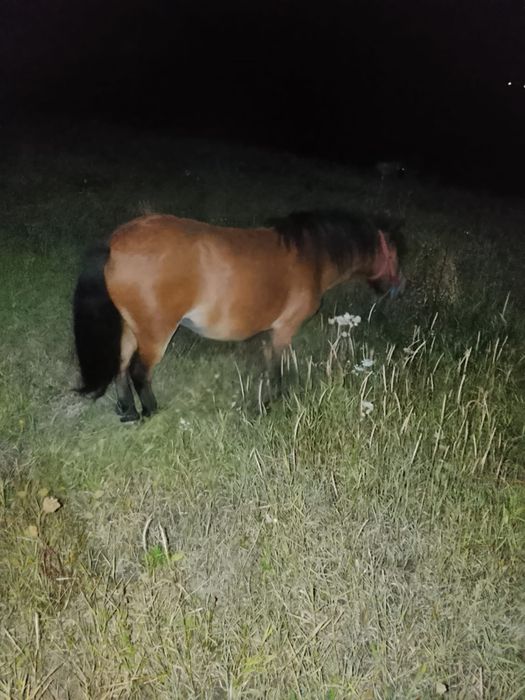 De vânzare doi ponei