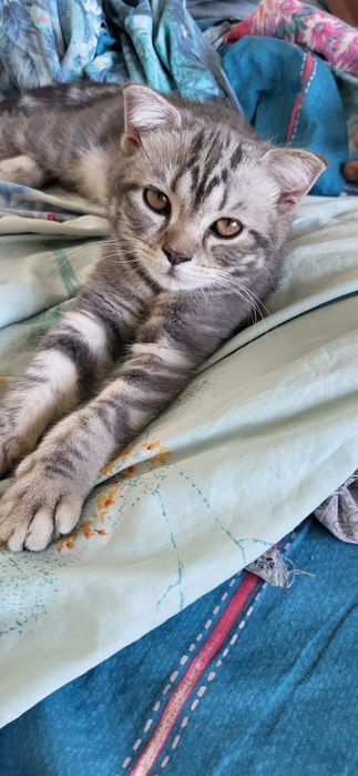 Вислоухие котята