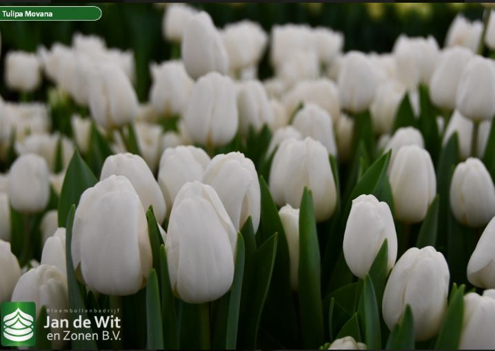 Тюльпаны из теплицы в Караганде к 8 марта