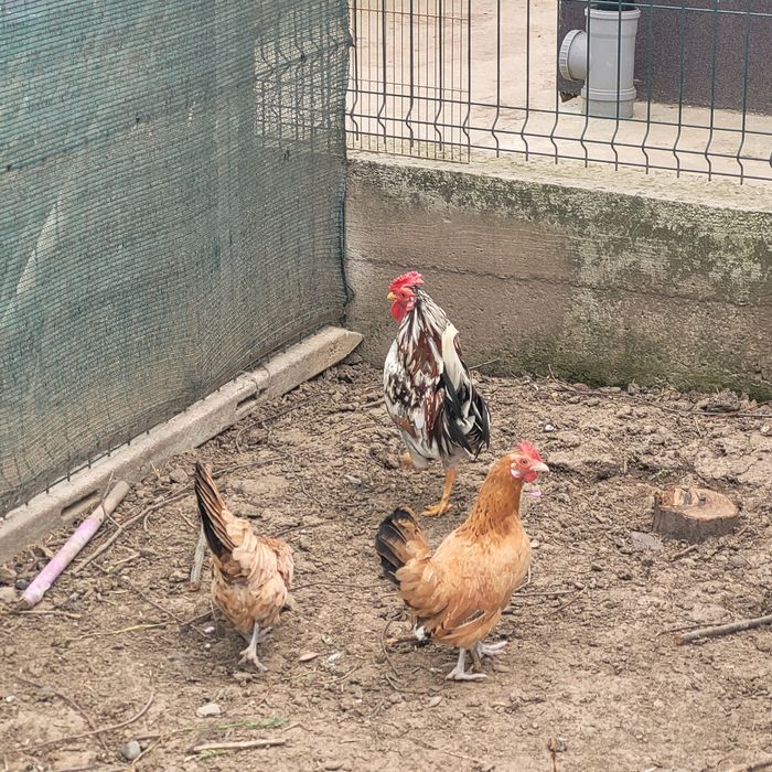 Pereche gaini pitice 1 cocos și 2 gaini