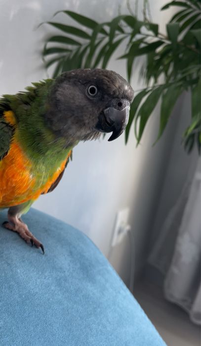 Сенегальский попугай ручной