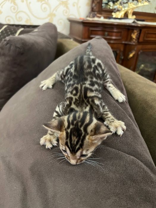 Бенгальский котята