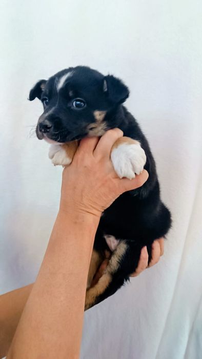 Красотки девочки щенки