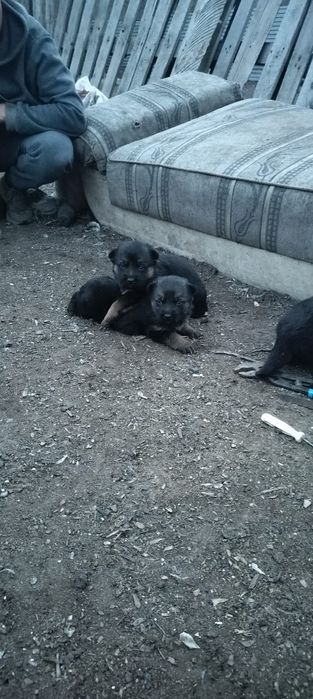 Продаю немецких щенков