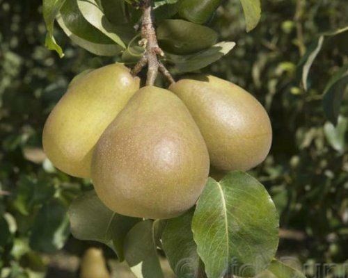 Pomi Fructiferi deosebiti  josephine de malines
