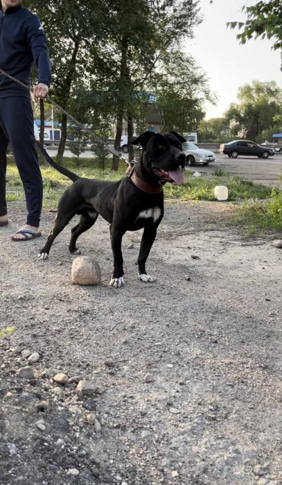 Вязка питбуль трер