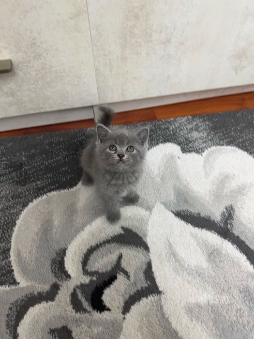 Продаются котята
