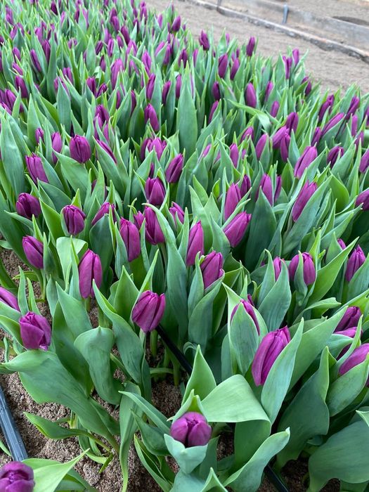 Продаем шикарные тюльпаны!